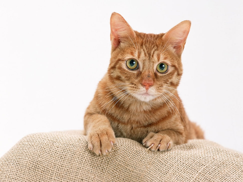 orange Tabby cat HD wallpaper