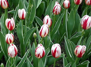 bed of red-and-white tulip flowers