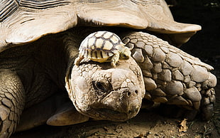 closeup photo of turtle with tortoise