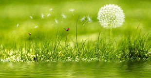 close up photo of a two brown butterflies on a dandelion HD wallpaper