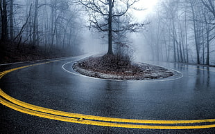 withered tree, road, trees, wet, mist