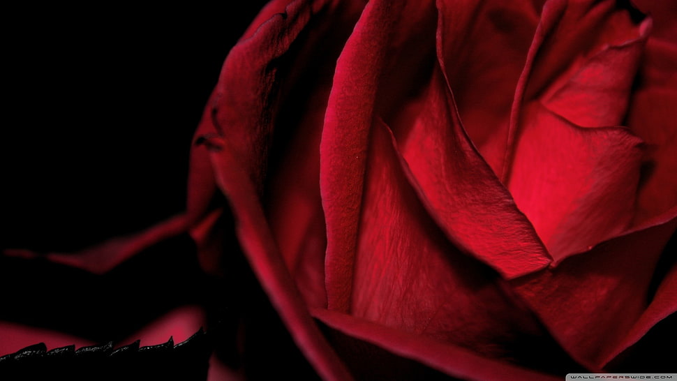 red rose, nature, flowers, macro HD wallpaper