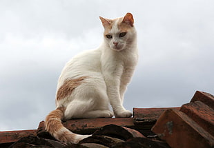 short-fur orange and white cat during daytime, verduno, piemont HD wallpaper