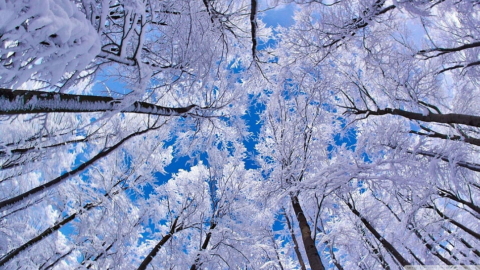 worm's view of snow covered trees HD wallpaper