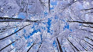 worm's view of snow covered trees