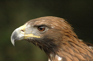 photo of Golden Eagle