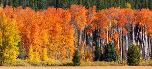 orange maple trees, colorful, fall, green, yellow