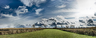 green grass field, landscape, nature, sky, clouds