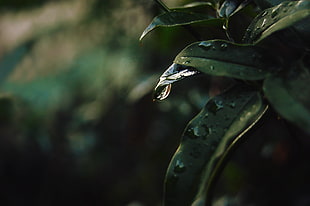 green leaf plant, Leaf, Drops, Blur