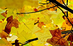close up yellow and brown leaf photography