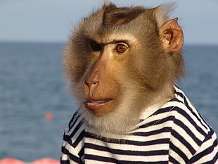 brown baboon wearing white and black stripe shirt at daytime