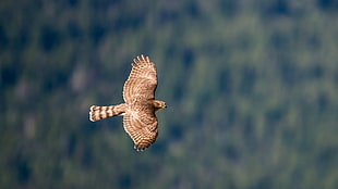 selective focus photo of brown hawk flying in mid air