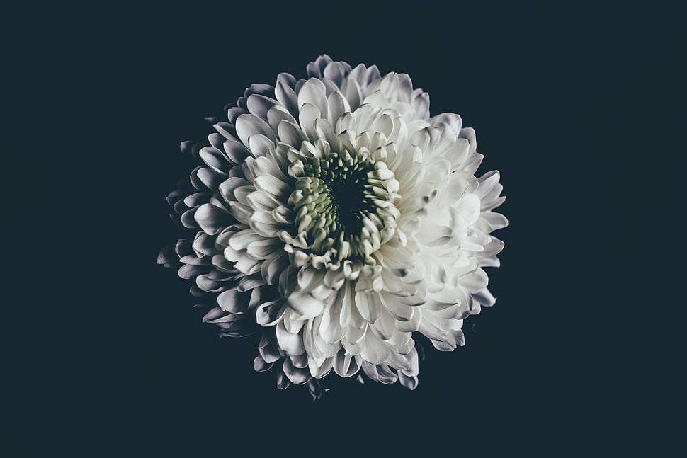 white petaled flower photography HD wallpaper