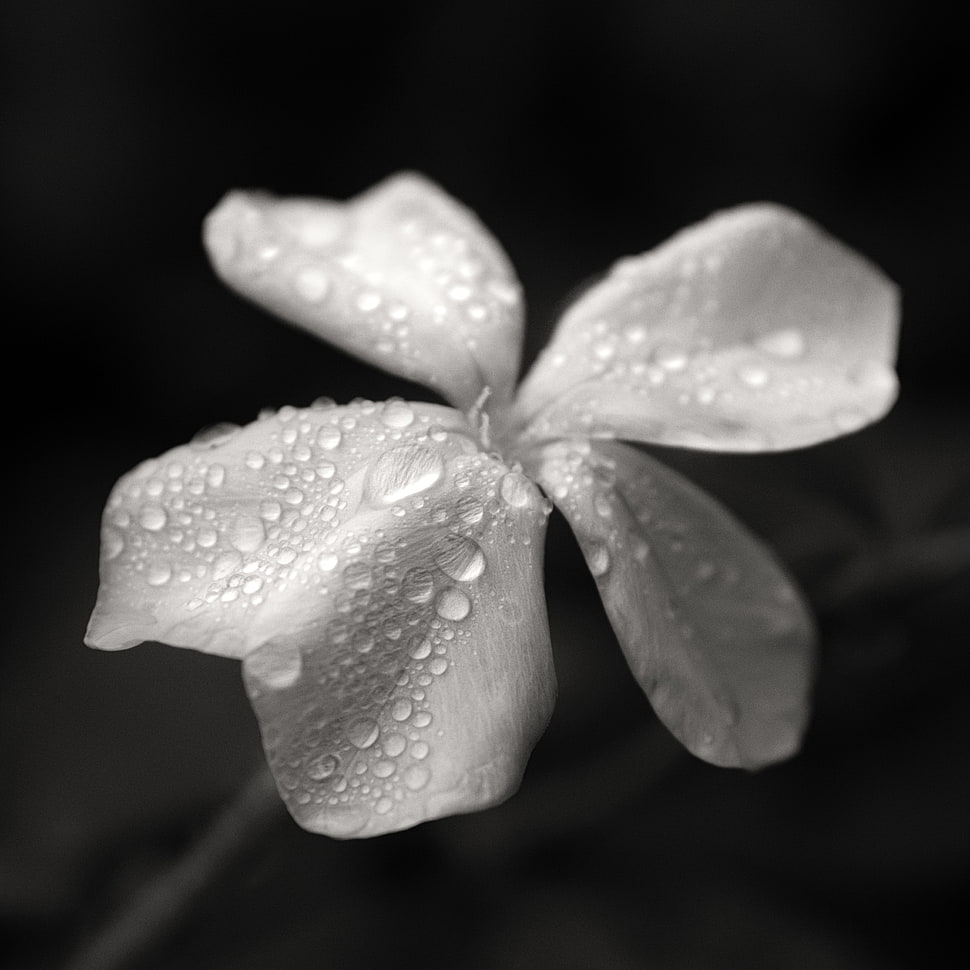 grayscale closeup photography of a flower, nandina HD wallpaper