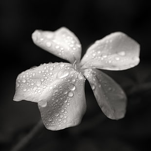 grayscale closeup photography of a flower, nandina