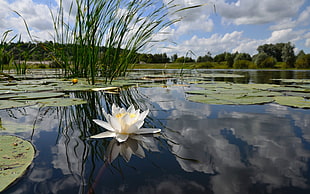 white lotus flower on body of water during daytime HD wallpaper