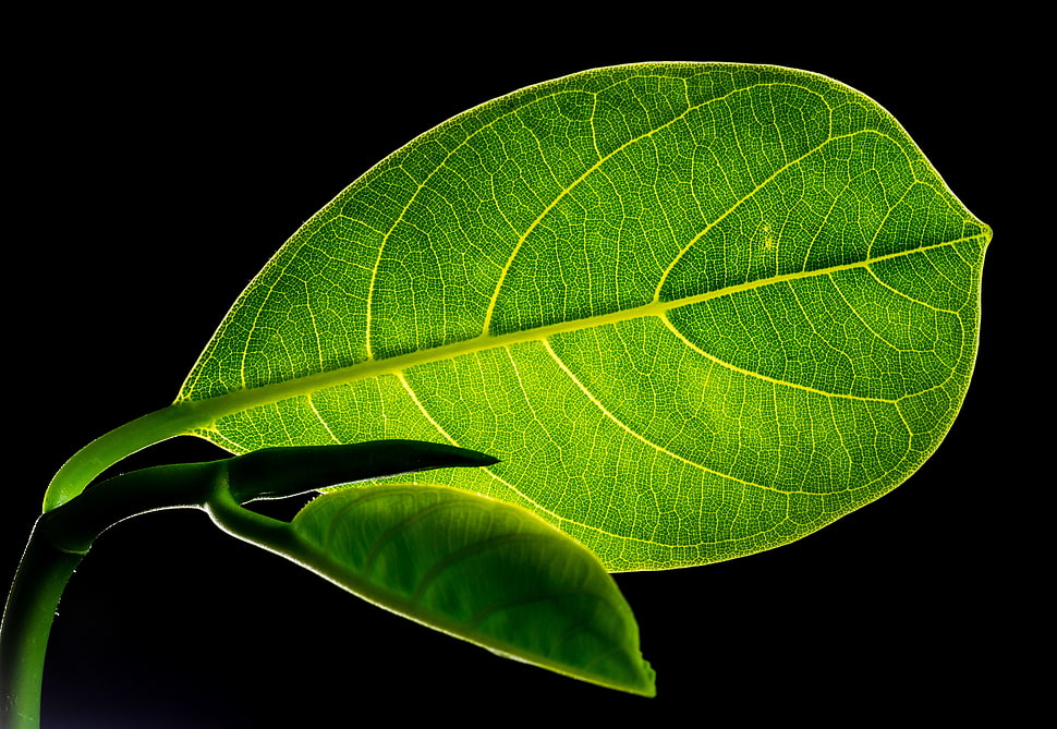 green leaf HD wallpaper