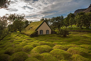 nature, landscape, house, grass
