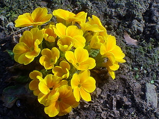 yellow petaled flower during daytime