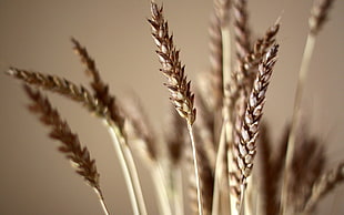 selective focus photography of wheat grass