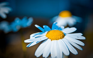 macro shot photography of Oxeye Daisy flower HD wallpaper