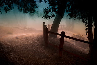silhouette of trees, nature, landscape, mist, path