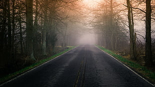 foggy road in between brown forest