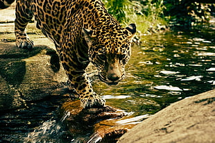 Leopard on stepping stone photography