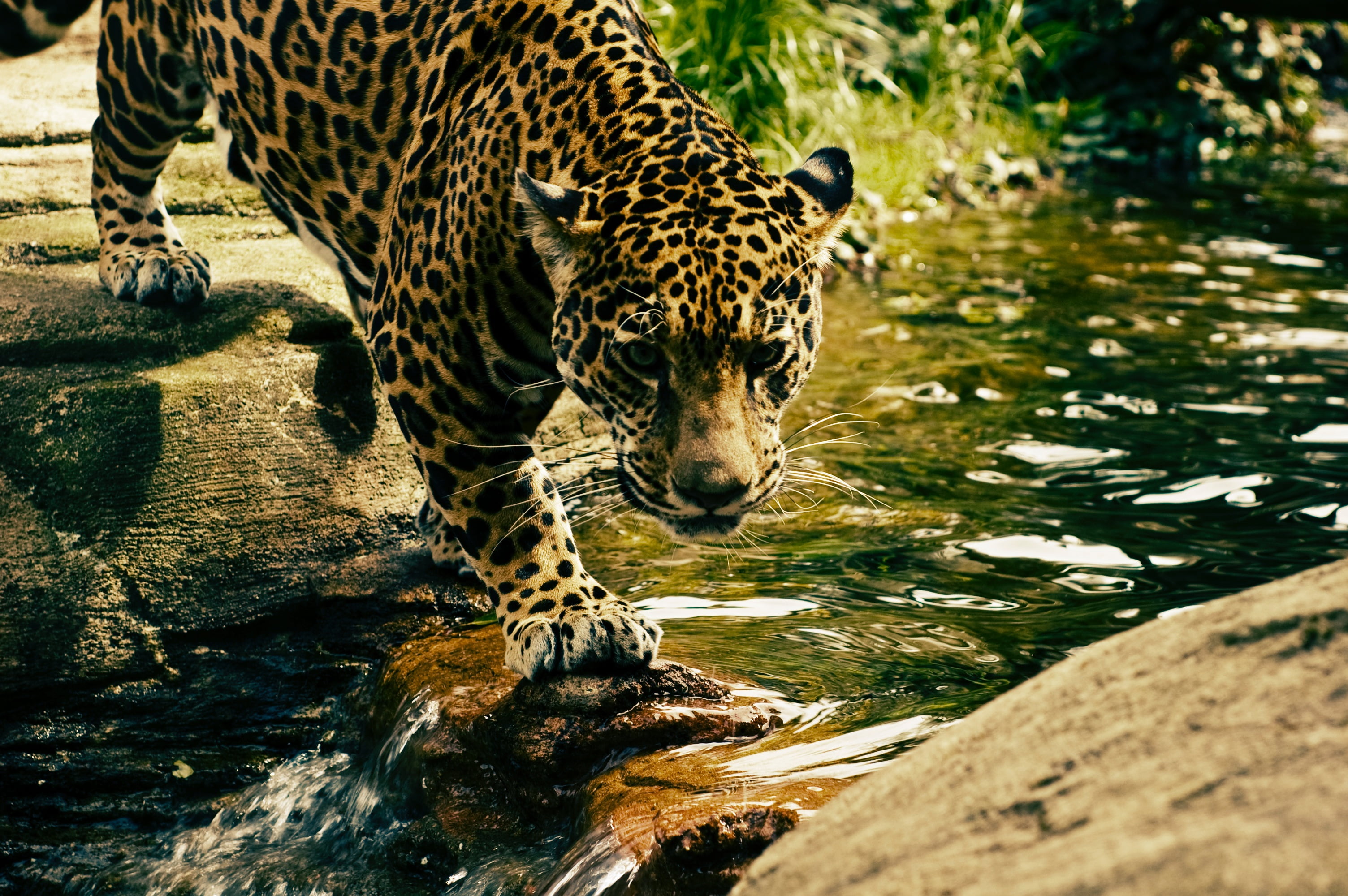 Leopard on stepping stone photography