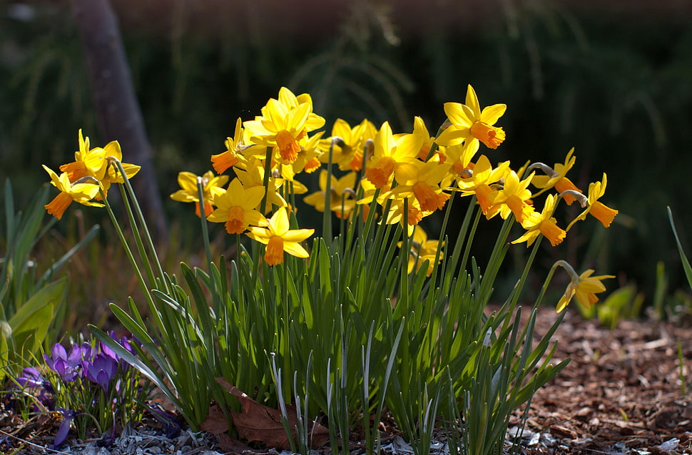 yellow petaled flowers on bloom HD wallpaper
