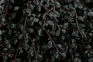 black leaves, Plant, Leaves, Branches