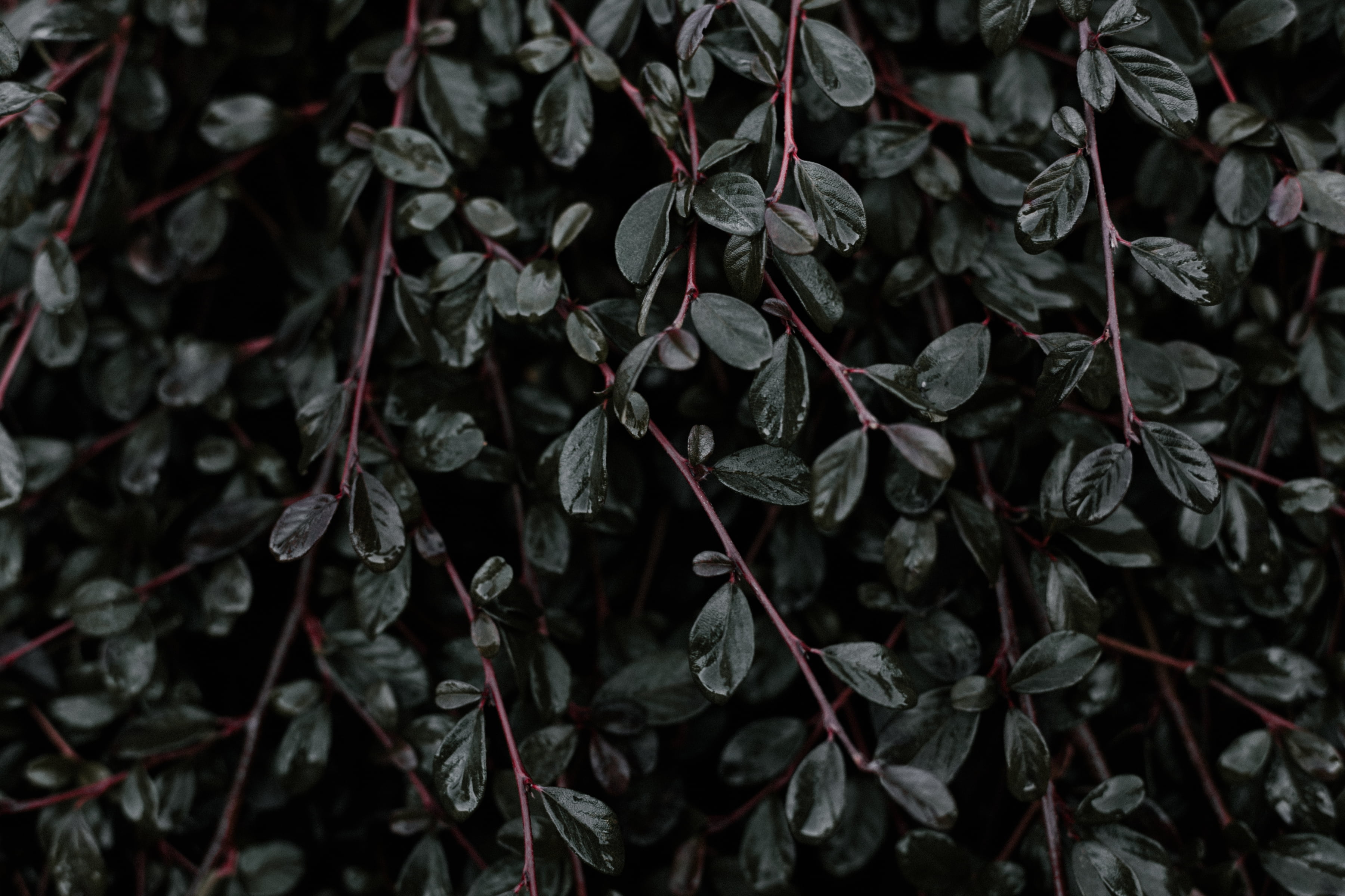 Black leaves, Plant, Leaves, Branches HD wallpaper | Wallpaper Flare