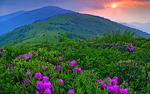 landscape photo of green mountain field