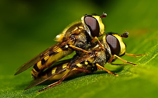 Bees,  Couple,  Leaves,  Color HD wallpaper