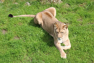 reclining lioness on grass HD wallpaper