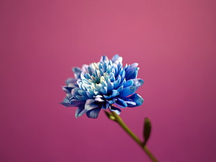 shallow focus of blue and white flower HD wallpaper