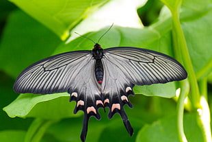 white and black swallowtail butterfly on leaf during daytime, chinese, tokyo, japan
