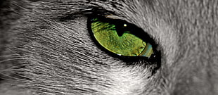 gray animal with yellow eye
