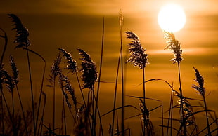 gray grass, nature, sunset, plants, grass