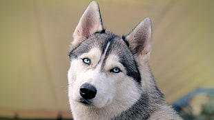 adult gray and white Siberian husky, Siberian Husky , dog