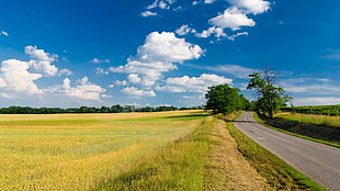 green grass field, nature, road