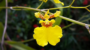 yellow orchid flower, yellow flowers, flowers, orchids, twigs HD wallpaper