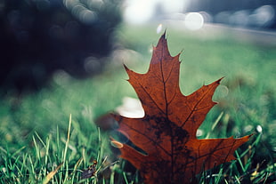 close up photography of brown leaf HD wallpaper