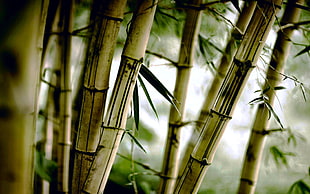 brown bamboo, bamboo, nature, plants, leaves