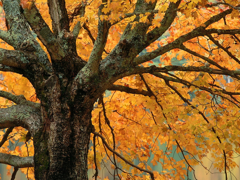 closeup photo of Maple tree HD wallpaper
