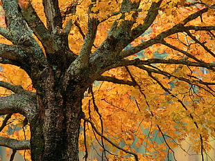 closeup photo of Maple tree