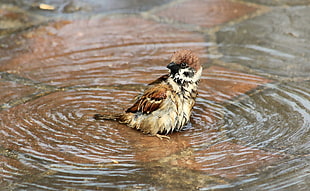 brown and white sparrow on body of water HD wallpaper