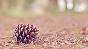 brown pine cane, nature, pine cones, ground HD wallpaper