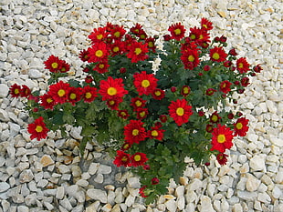red Gerbera flowers