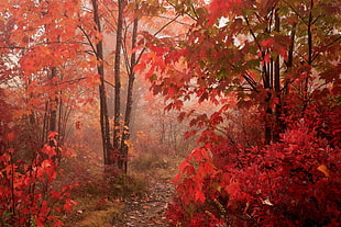 red tree, park, trees, maple leaves